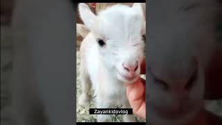 Baby Goats vlog | Funny baby goats | New born goats |