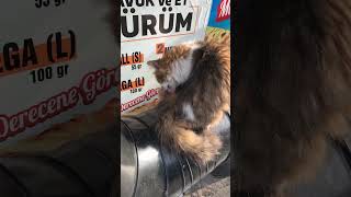 あごをコショコショしたら気持ち良さそうになる猫が見られる幸せ動画。#猫 #cat #地域猫