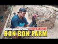 Berawal dari HOBI akhirnya BETERNAK Ayam Bangkok! #bonbonfarm #ayambangkok