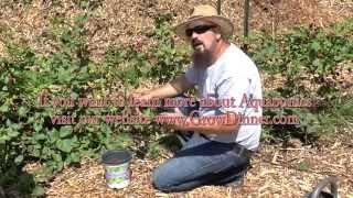 Blackberries - An EASY way to CLONE & get FREE plants