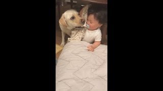 バウちゃんとパジャマの取り合いをする赤ちゃん【ラブラドールと赤ちゃん11ヶ月】Labrador \u0026 Baby