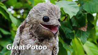 Ghost Bird Sounds (great potoo)