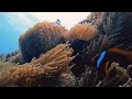 【墾丁山海潛水】kenting 山海 探訪可愛的小丑魚公寓。scuba diving in kenting in taiwan.