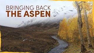 Bringing Back the Lost Aspen Forests of Scotland