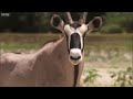 Young Lions Attack Oryx  BBC Earth