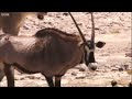 Young Lions Attack Oryx  BBC Earth