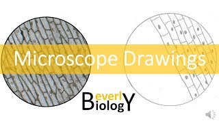Proper Microscope Drawings and Observations
