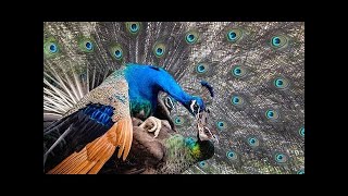 Dazzling Peacock Dances Nature’s Most Mesmerizing Moves