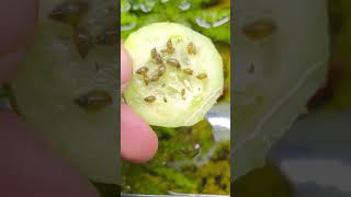 Cucumber In My Paludarium? #youtubeshort #fyp #paludarium