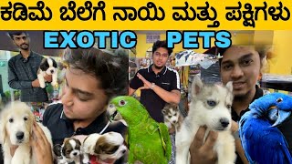 TOP PUPPIES FOR SALE IN BANGALORE | IMPORTED PUPPIES AND BIRDS FOR SALE AT LESS PRICE