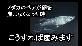 【メダカ 飼育】メダカが卵を産まなくなった時 再度産ませる方法 滋賀県のメダカ販売店 めだか藁屋 高木正臣