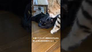 ＠#黒猫＃ロデム＃ブログ★（２）肥えた黒猫バビル二世のロデム（２０２２０８０８－６）