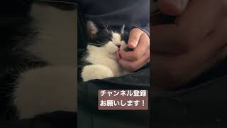 ねこちゃんが膝の上で......あまりの可愛さに悶絶！