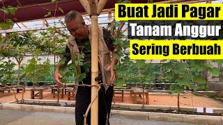 BUAT JADI PAGAR Tanam Anggur Lebih Sering Berbuah