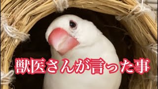 チッチが獣医さんに言われた事