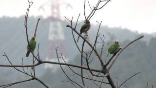 2011 1127 104105  白耳畫眉\u0026五色鳥 @ 仁山 (White-eared Sibia \u0026 Muller's Barbet  )