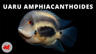 Uaru amphiacanthoides ✔