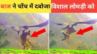 ईगल ने किया विशाल लोमड़ी का शिकार, चोंच में दबोचा😱🦅 Eagle Hunts And Flies Away With Fox