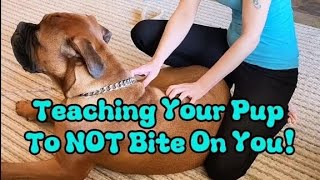 The Best Puppy Teething Tips & Tricks: Stop Biting!