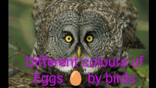 Coloured eggs 🥚🥚 laid by birds 🕊️🐦🩷