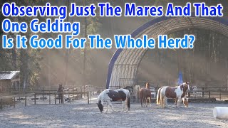 Observing Just The Mares With That One Gelding, Is it Good For The Whole Herd?