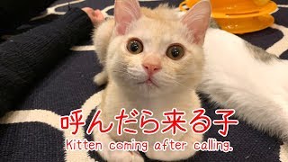 【呼んだら来る子猫】 Kitten coming after calling.