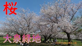 大泉緑地の桜（２０２１年３月３１日）