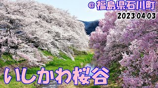 いしかわ桜谷 230403　福島県南部に位置する石川町。町中を流れる北須川と今出川の堤は延々と続く桜並木。たまにはのんびりと散歩もいいものです。