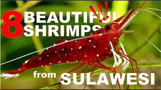 Type of Fresh Shrimp from Sulawesi