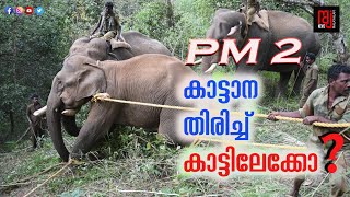 ആളെക്കൊല്ലി പിഎം 2 വീണ്ടും കാട്ടിലേക്കോ ? | | PM 2 Elephant | Wayanad