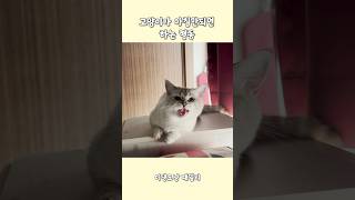 고양이가 아침만되면 하는 행동 😸 #shorts #고양이 #먼치킨 #cat #catlover