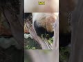 熊猫雅一倒着下树的姿势太可爱了 panda pandacub funny giantpanda animals pandachina パンダちゃん pets cute パンダ