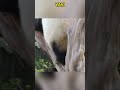 熊猫雅一倒着下树的姿势太可爱了 panda pandacub funny giantpanda animals pandachina パンダちゃん pets cute パンダ