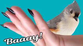 Почти ручные! Tufted Titmouse или  Острохохлая Синица