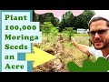 Plant 100,000 Moringa Seeds an Acre