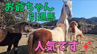 満身創痍の引退馬ビル爺さん大人気で元気です！雪の中遊ぶ引退競走馬ゲールとポニーの面白コンビ、そして子ヤギ外デビューしました！