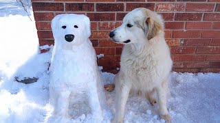 Funny Dogs React to Crazy Weather 😂
