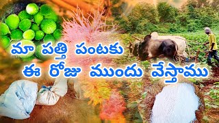 మా పత్తి పంటకు ఈ రోజు ముందు వేసాము | We sowed today before our cotton crop