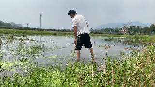 一家人田间小水沟摸螺抓鱼，农村孩子的暑假就是这么简单快乐幸福