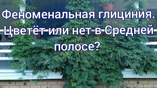 Феноменальная глициния в Средней полосе. Цветет или нет?