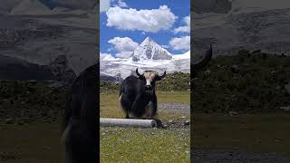 The yak and the snow-capped mountains behind it are very stylish 牦牛和背后的雪山都很有型