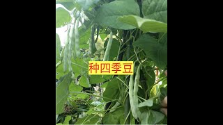 【养花·种菜】013 种四季豆 四季豆的种植时间/种植间隔/种植深度及密度