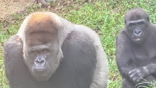 Breathtakingly beautiful Haokie!😍｜Gorilla｜UENO ZOO｜上野動物園｜ゴリラ｜S1E118