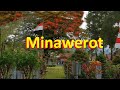 ⚘Minawerot: Tumalungtung, Paslaten, Lembean, Kaasar, Karegesan, Kaima, Treman, Kawiley, Kauditan