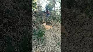 catching deer in village #youtube #viral #animal #trending #shortvideo