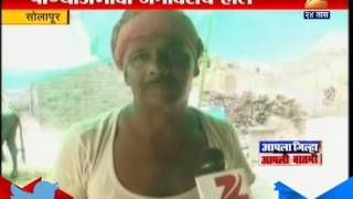 Solapur | Animals | Are In | Bad Condition | In Heat