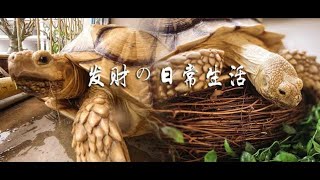 發財の日常生活 | 蘇卡達陸龜洗澡記 (蘇卡達陸龜 Sulcata Tortoise)