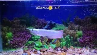 Silver Arowana.   3 feet Aquarium