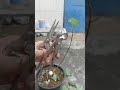 làm cây sung bonsai bonsaibotui