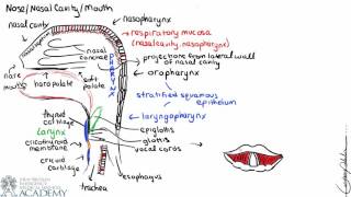 Respiratory Anatomy